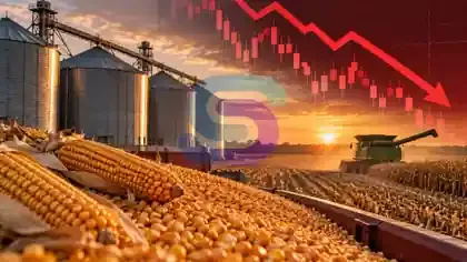 Tồn kho ngô Mỹ tăng cao gây áp lực lên giá ngô kỳ hạn CBOT