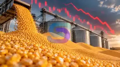 Thị trường ngô thế giới chịu áp lực điều chỉnh do tồn kho tăng