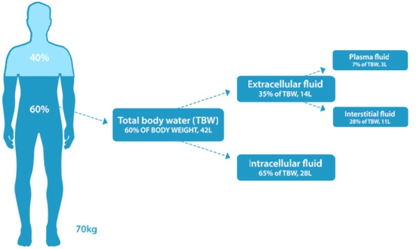 Where is water located in the human body?