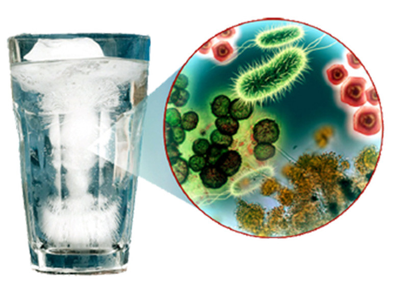 What is Coliform? How does Coliform bacteria harm people?
