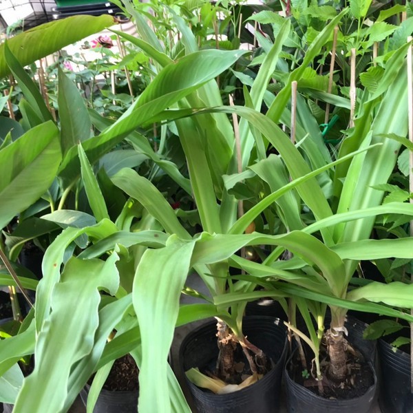 trinh-nu-hoang-cung-1