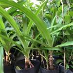 trinh-nu-hoang-cung-2