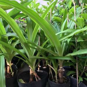 trinh-nu-hoang-cung-3