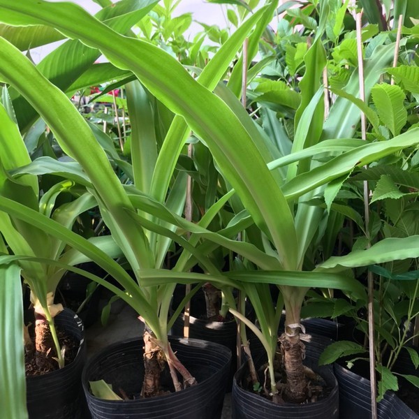 trinh-nu-hoang-cung-3