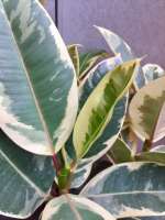 5fe341a3623e9c60c52f32