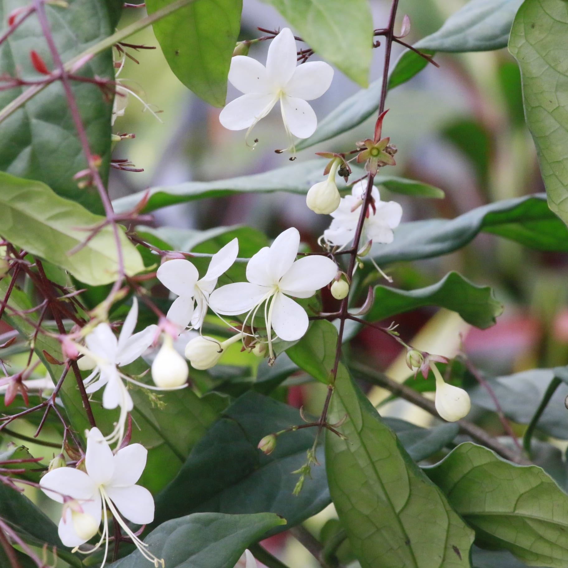 134121778-226426612282374-1812108992423689493-o