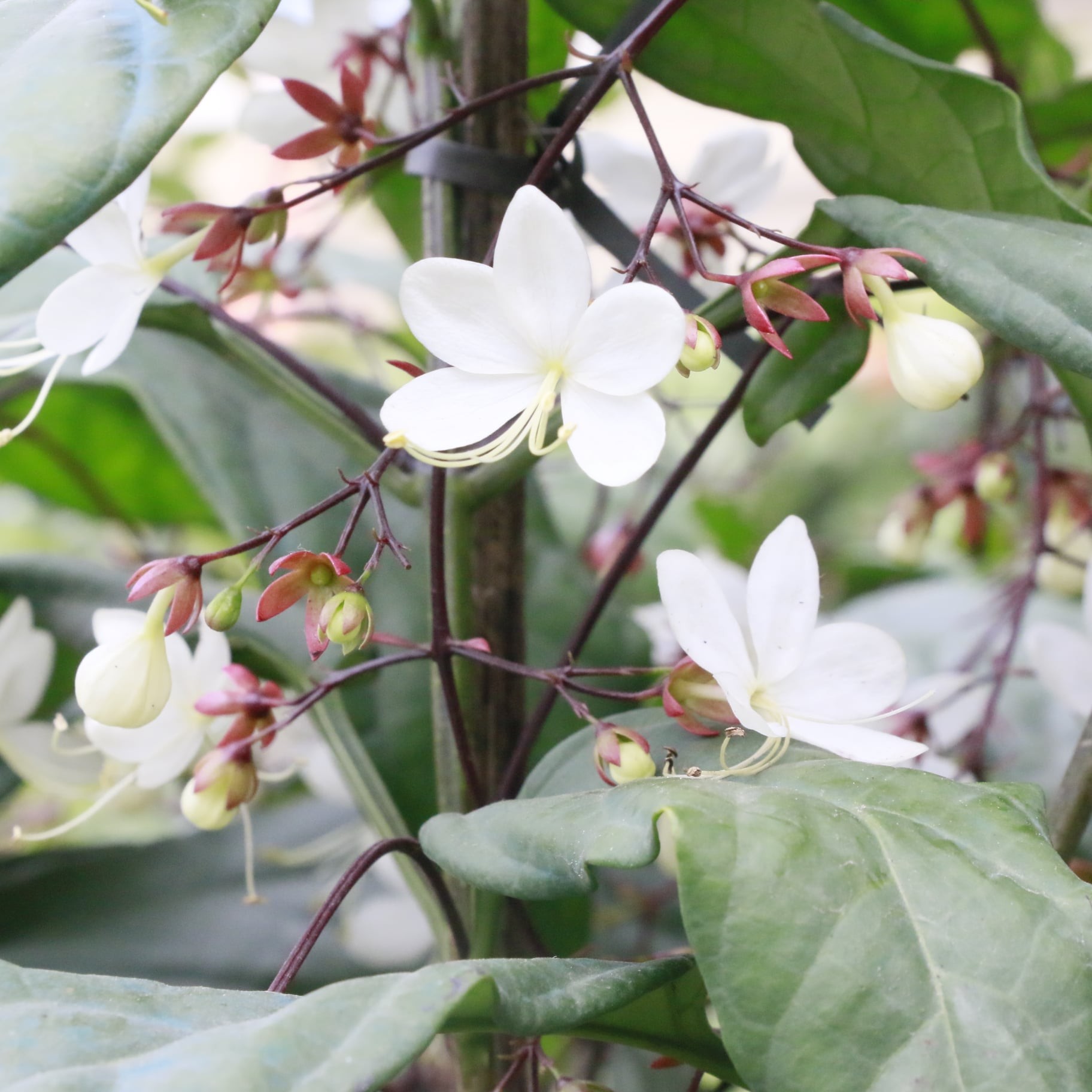 134465213-226426522282383-8447123922225190206-o