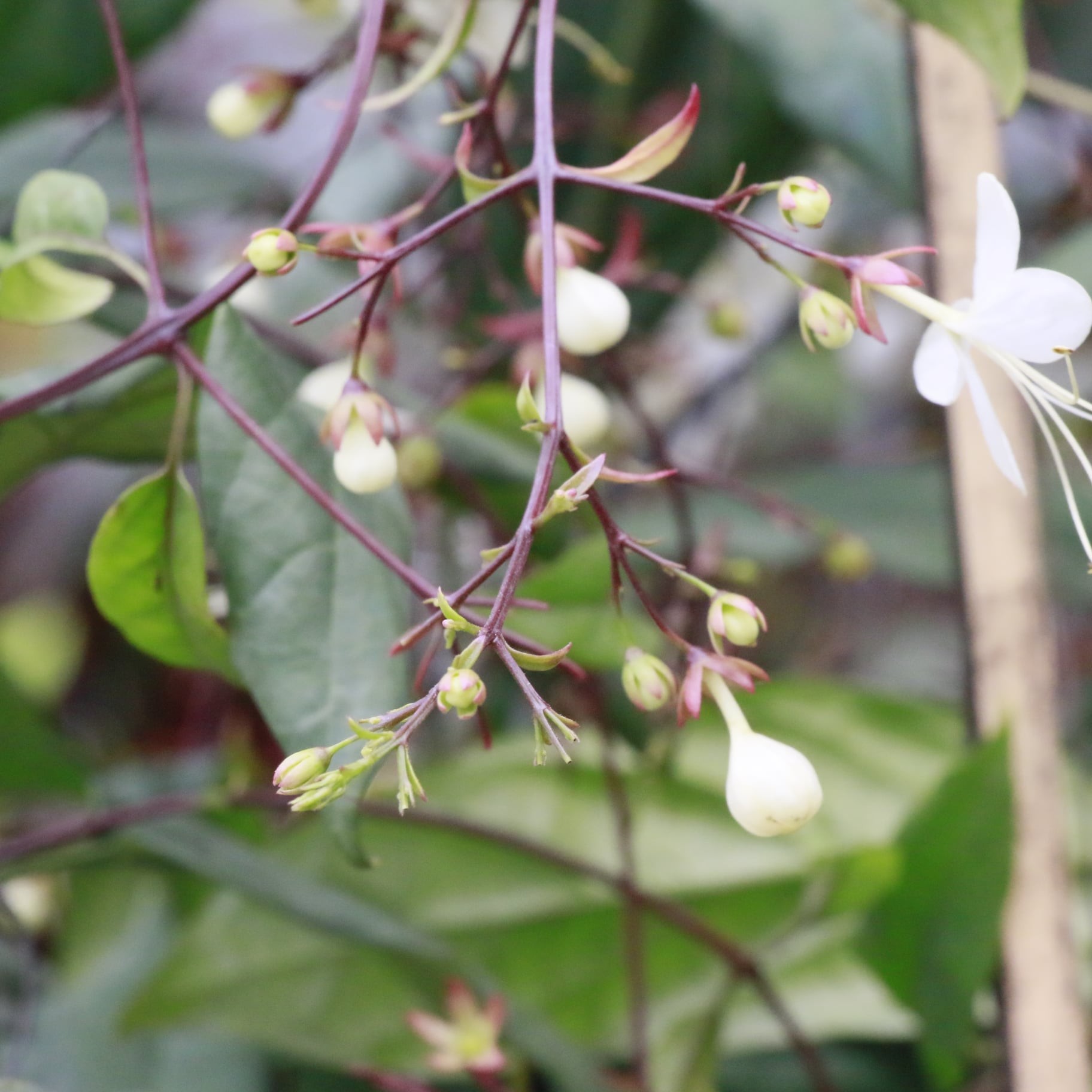 134725804-226426575615711-300947285133461367-o