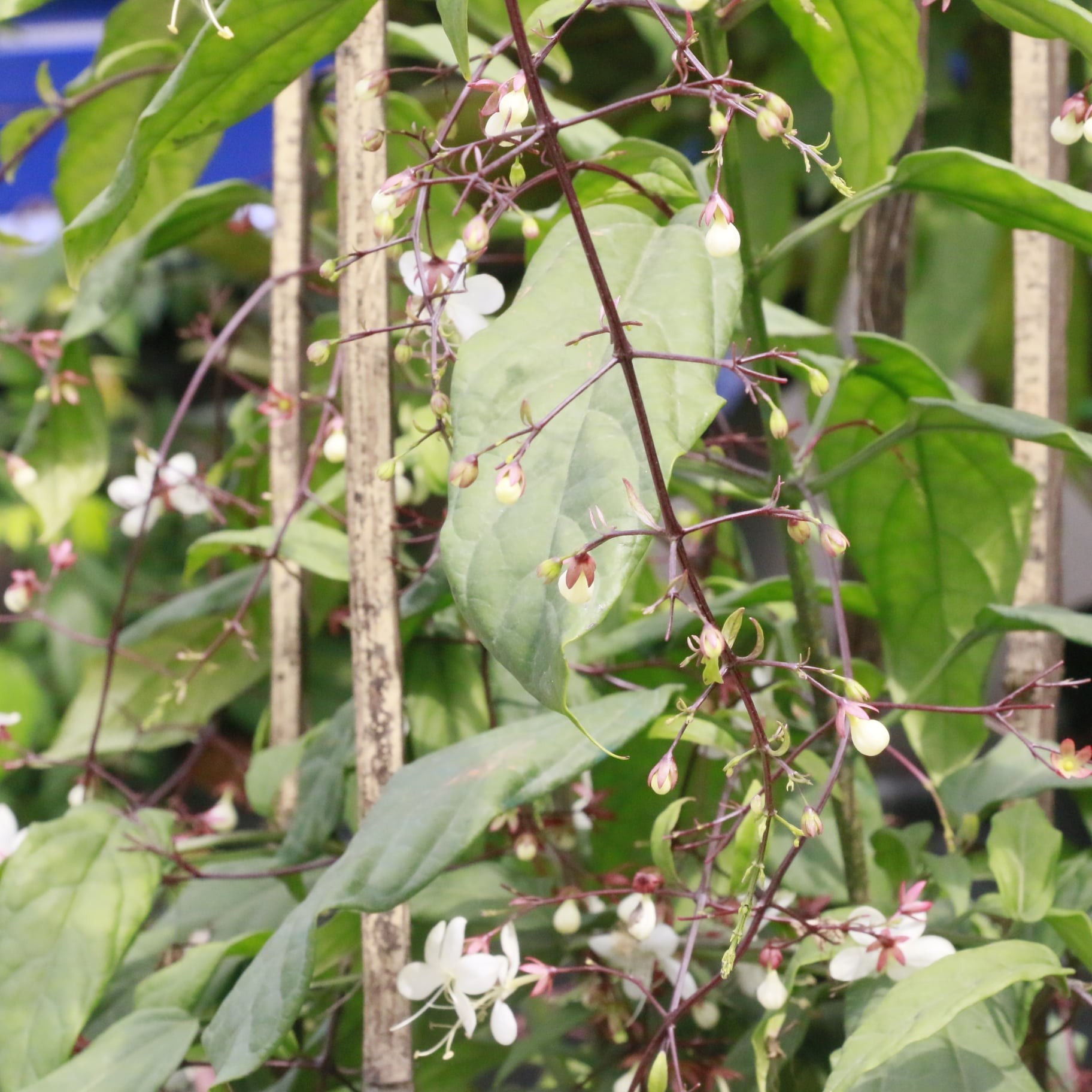 135010161-226426732282362-8309645535420637579-o