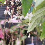 135047583-226426645615704-7681443336380514294-o