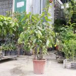 135529304-226426785615690-2860875453771742950-o