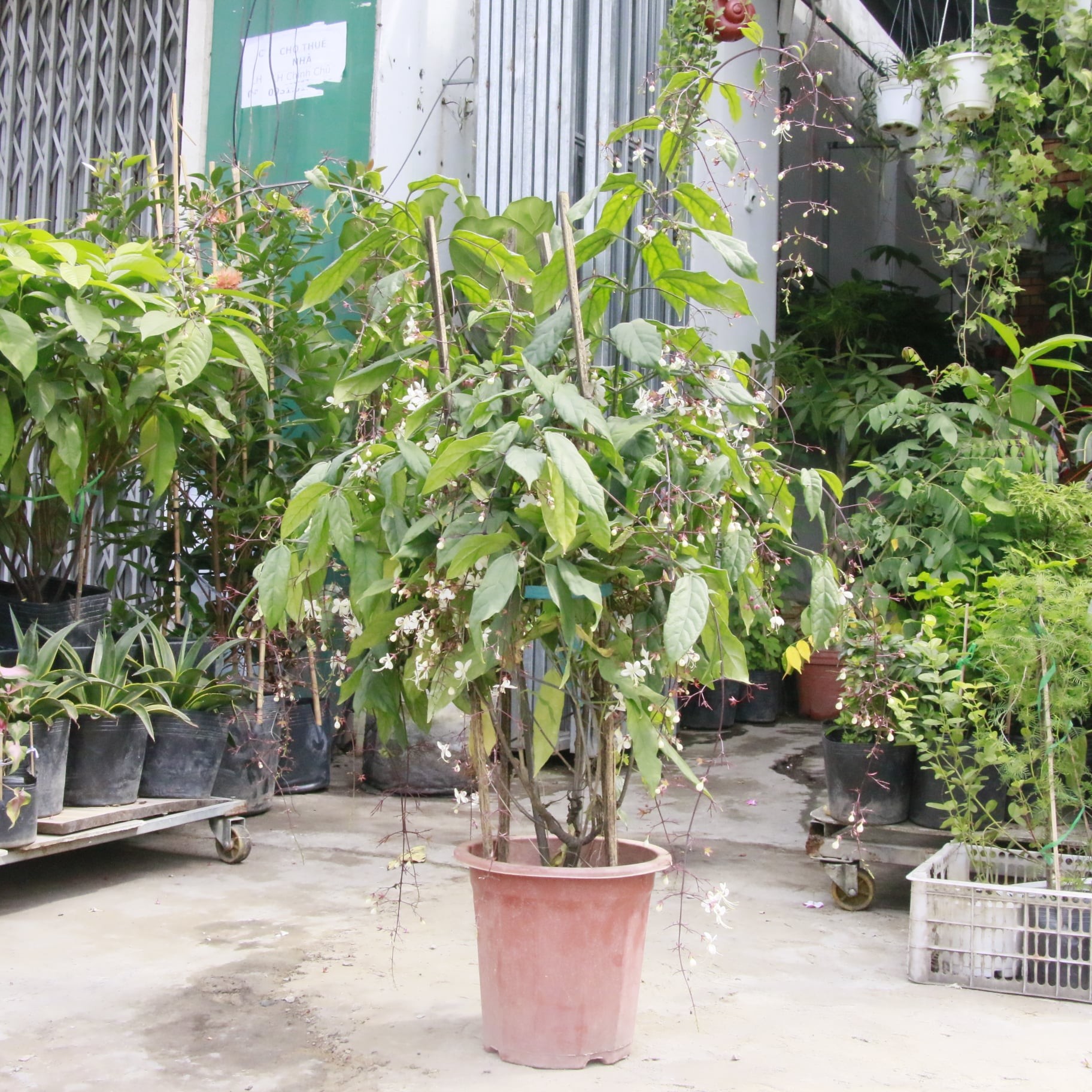 135529304-226426785615690-2860875453771742950-o