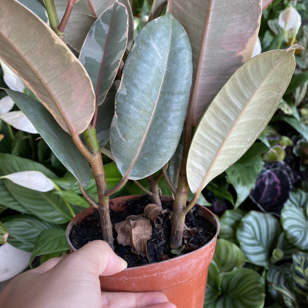 46c4f88e68989ac6c389