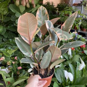 6fea51aac1bc33e26aad