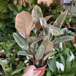 6fea51aac1bc33e26aad