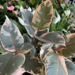 ec25886c187aea24b36b