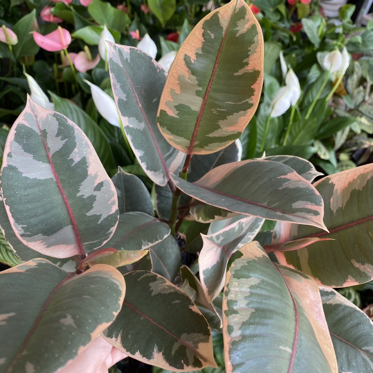 ec25886c187aea24b36b