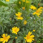 e84bd07c49a383fddab2