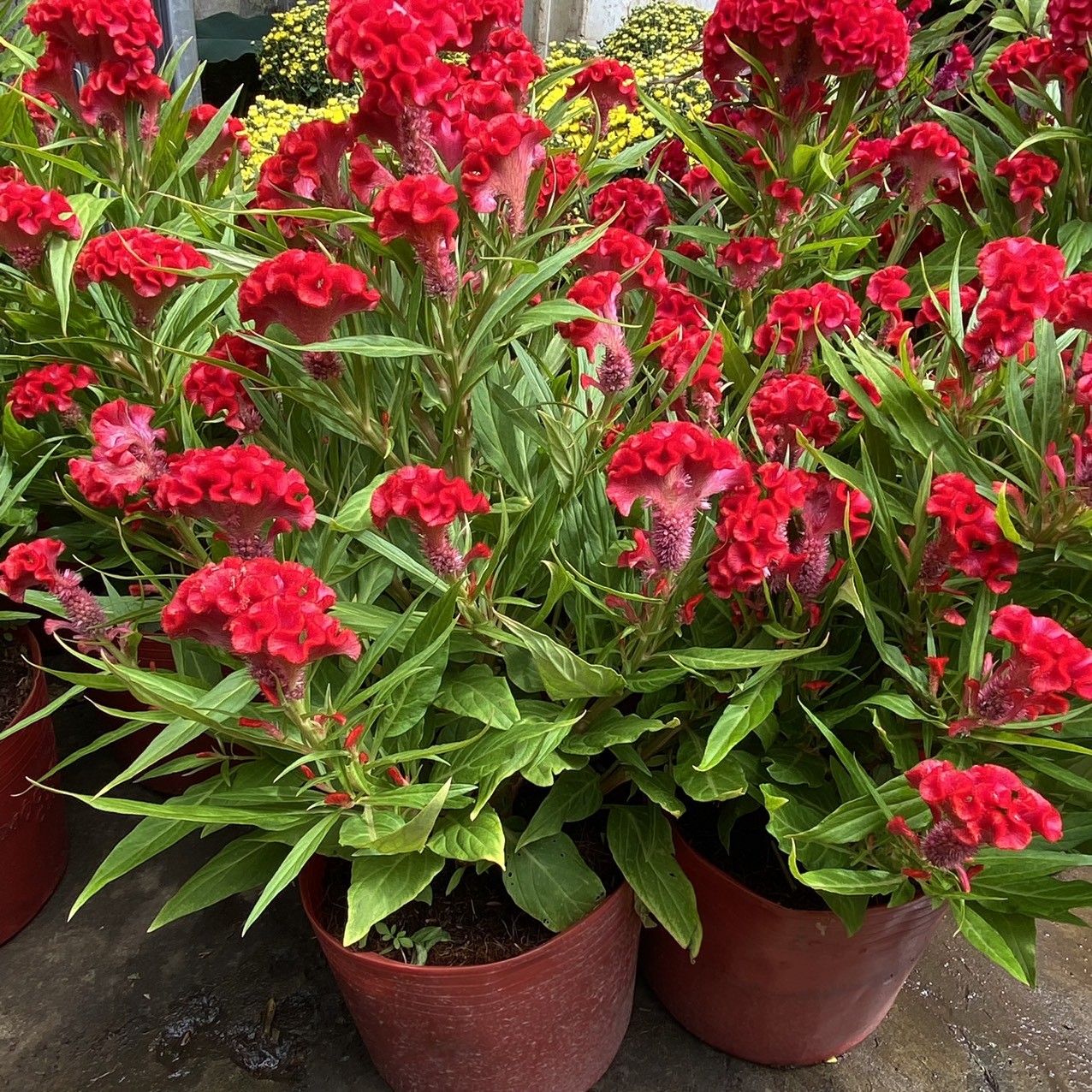 477531d5d6480e165759