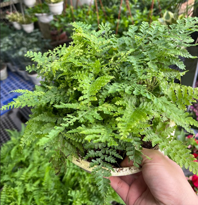 duong-xi-cong-nuong1