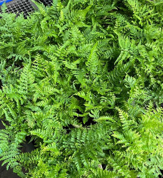 duong-xi-cong-nuong2