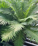 duong-xi-khong-tuoc1