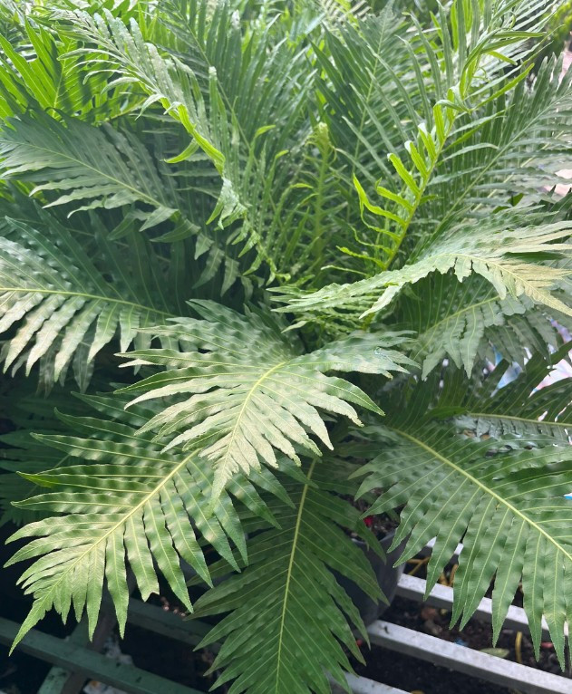 duong-xi-khong-tuoc1