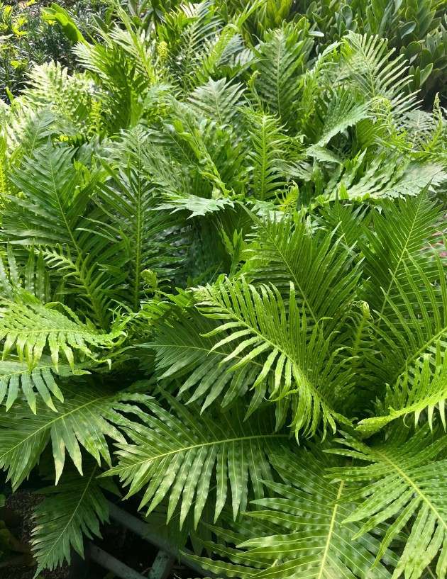 duong-xi-khong-tuoc4