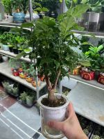 hanh-phuc-thuy-sinh-2