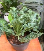 kale-size-lon-2