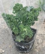 kale-size-lon