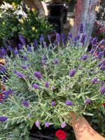 z7392967359706-a0b946b12c3236afdfdb7b5b652a29d1