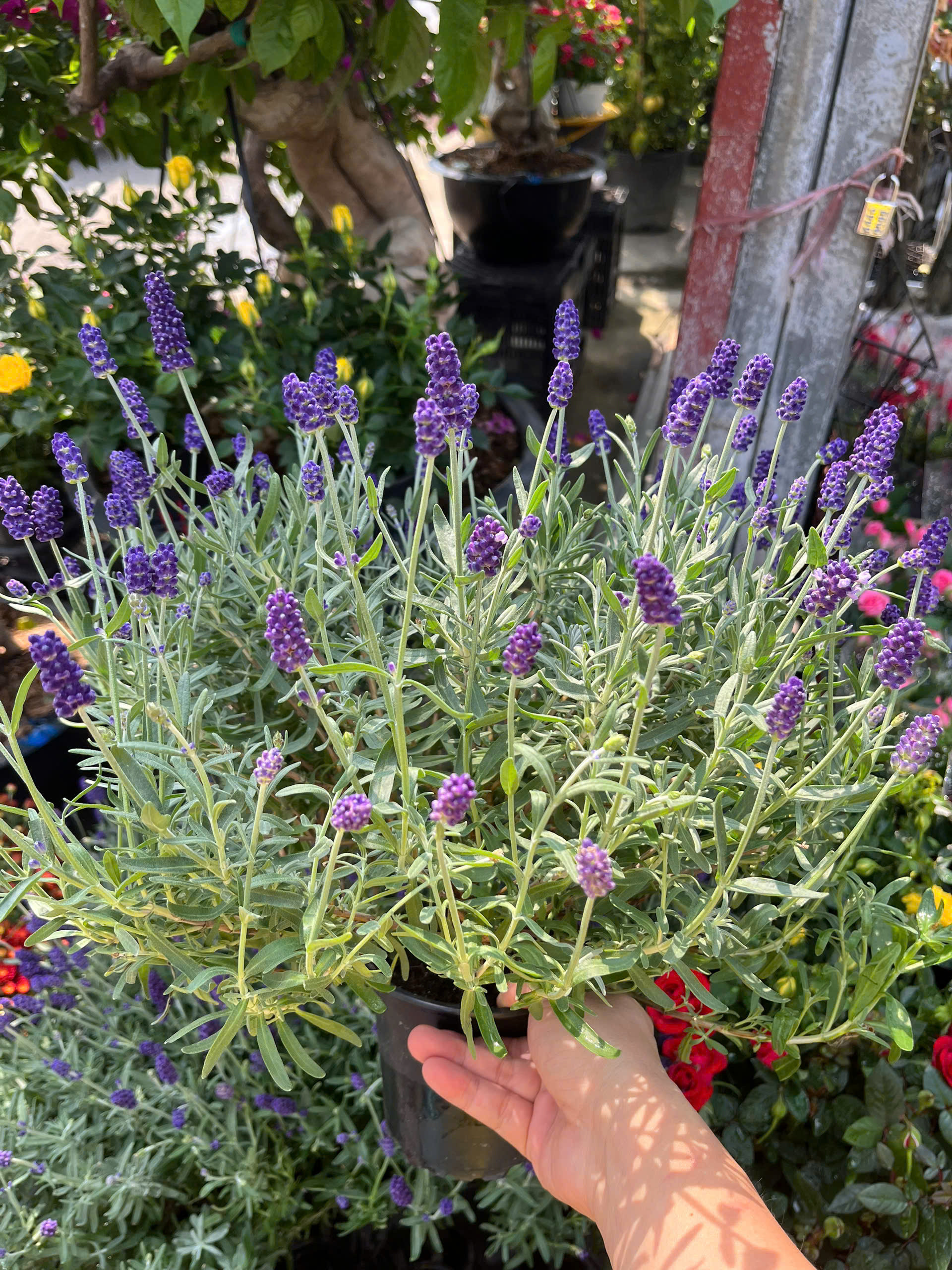 z7392967369768-af3b926c5ecc2818f852dcb558d73bf7