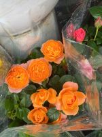 z7399060854342-56184839963aa91e3c42ab1b4de0cb0e