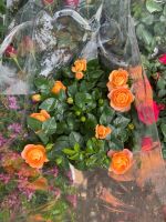 z7399060861070-f623358ada4fbb551048b4a6eca76c77