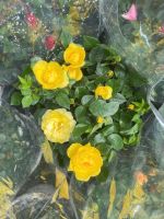 z7399060862988-4e64b1ae875d563c0afe66df4d88d674