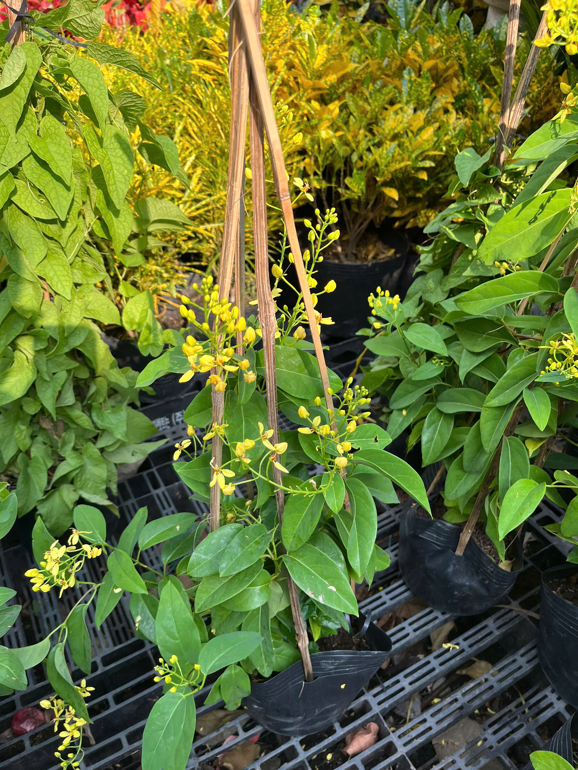 z7399540868932-6434e11f30836fb60638d1640da70834