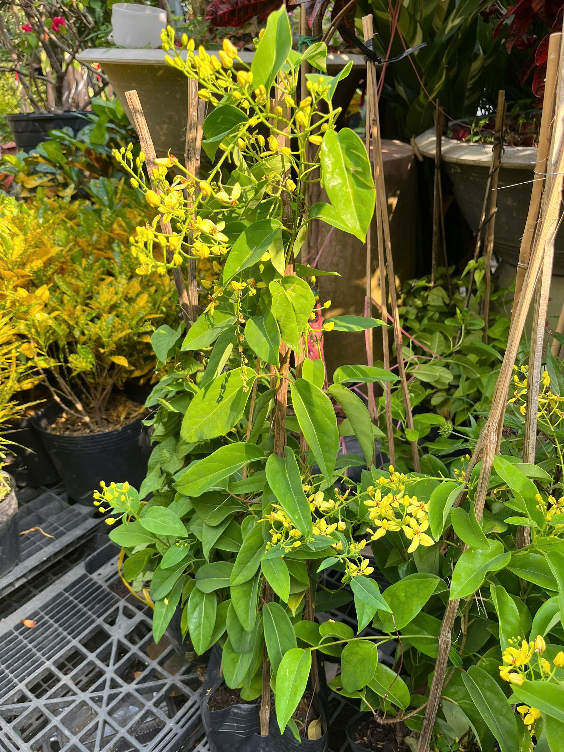 z7399540877391-265e1c625b5f2ece4cc11c6d353135ca