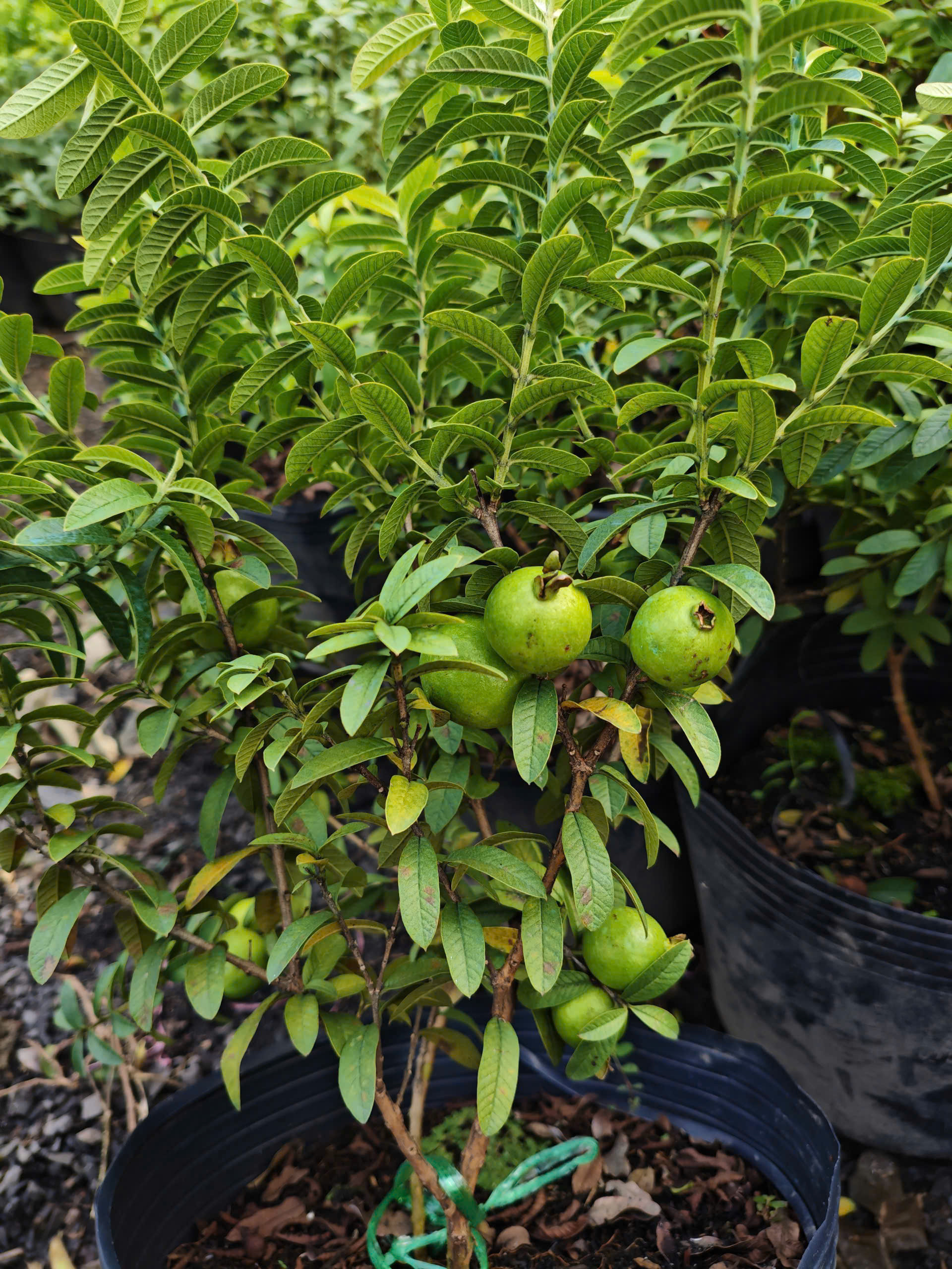 z7400559782114-b5f199a8289c413e3e0d2d1a2b080001