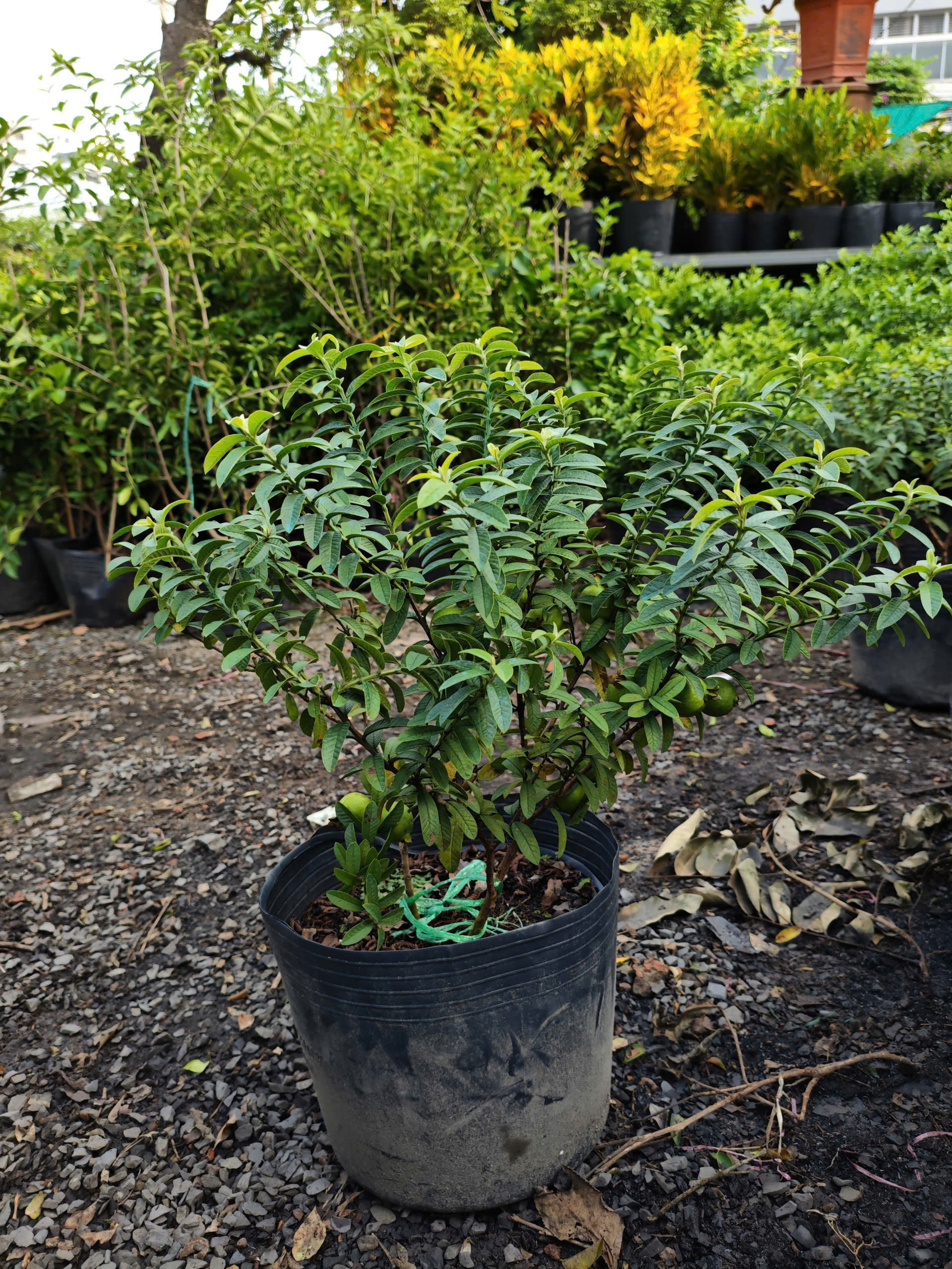 z7400559787090-ad28375b661bc60fb5f9b90454fe9b0f