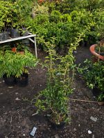 z7400559836013-1f63b1c5ac4e0cdf0202d3aaa83926c5