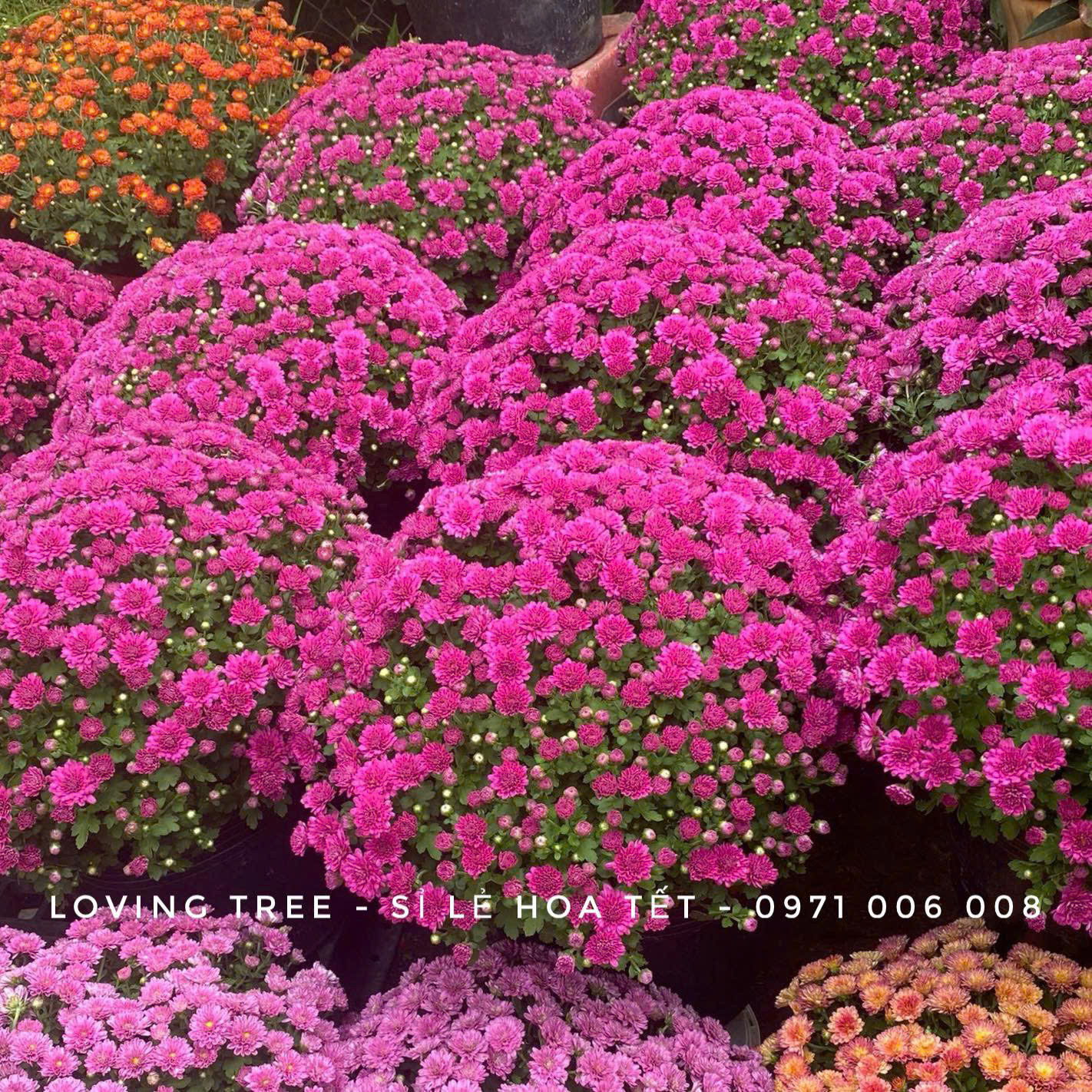 z7401219392548-191c87098ed507c4b49186f9217186aa