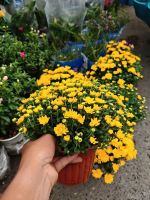 z7402313485822-c2ed0a2d515290e17524ddd2cc788313