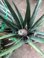 z7405289635465-3117fc49ce4915090a46fb75b93b0380