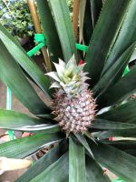 z7405289641670-08c8f5ebe9c9df560a7d4297f87d2395