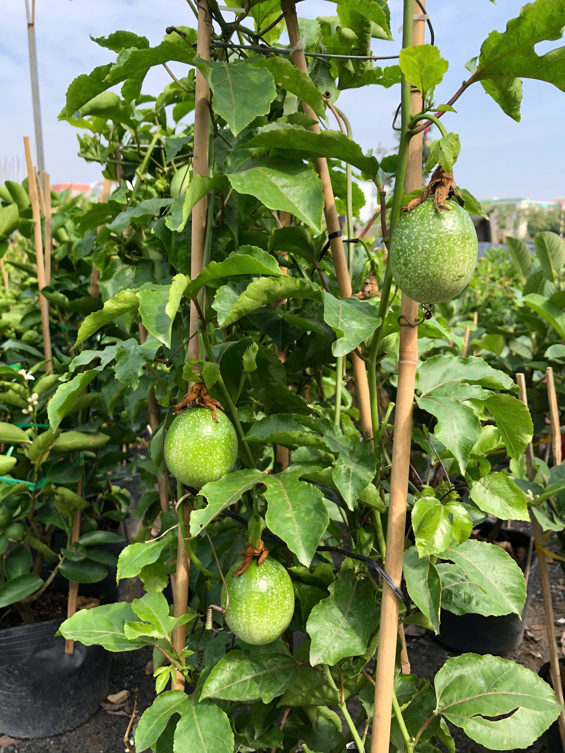 z7405336666597-235b0880251eb0f11c8b24724ce94fa1