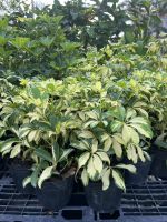 z7409427176328-fec9672eaedf5ddd8bc582c40b6898f7