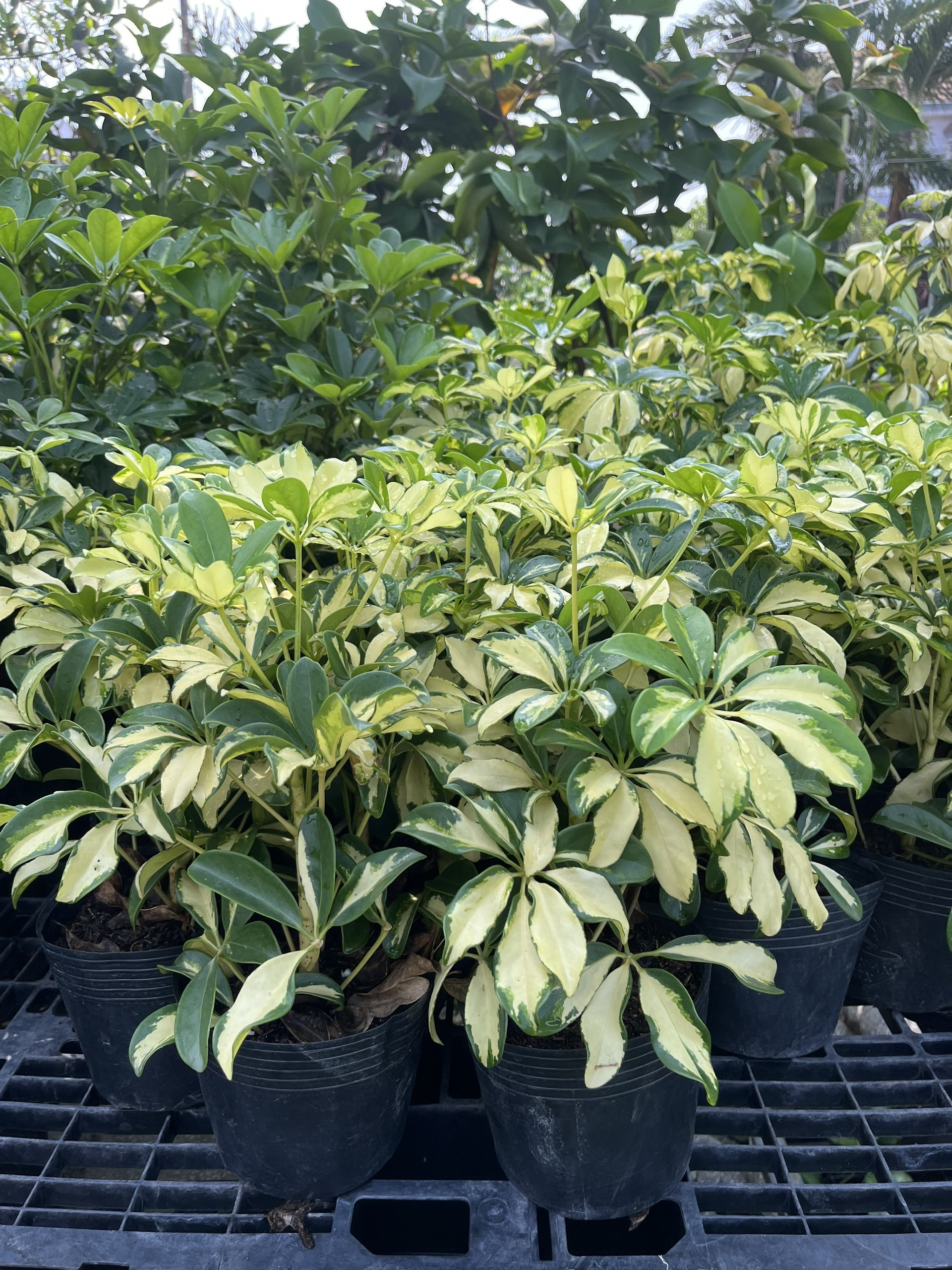 z7409427176328-fec9672eaedf5ddd8bc582c40b6898f7