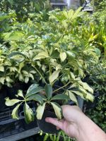 z7409427205142-6ae0356e3e1225fc1cc81344a865203e