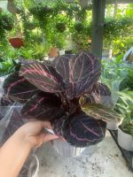 z7413511796099-e9413cec8af915a2aab6fd376d718095-1